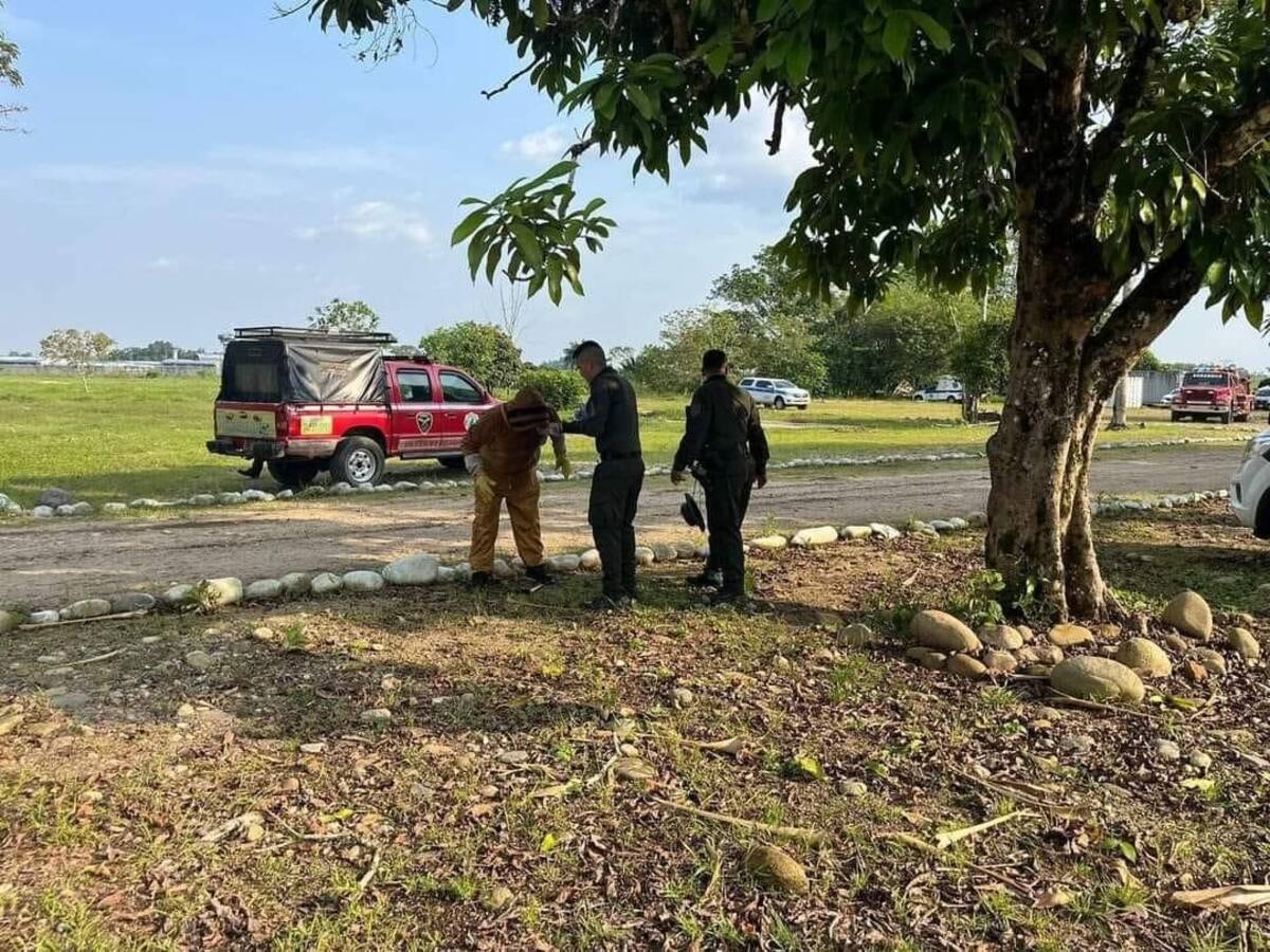 En Florencia-Caquetá policías fueron atacados por enjambre de abejas africanizadas