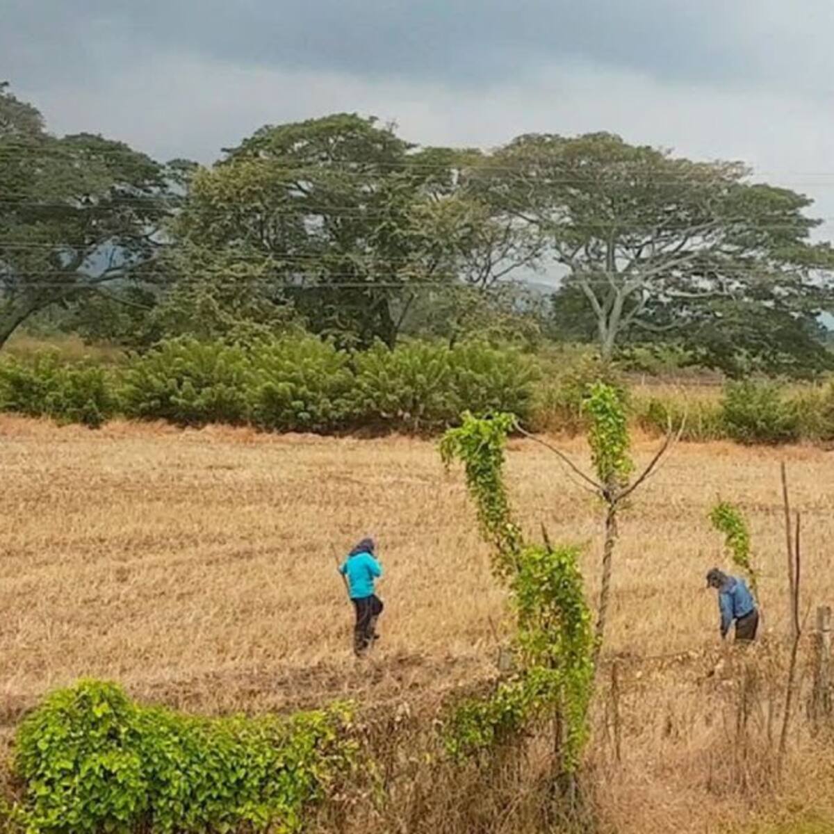 La decisión del Concejo que afectó a los arroceros de cinco municipios del Huila