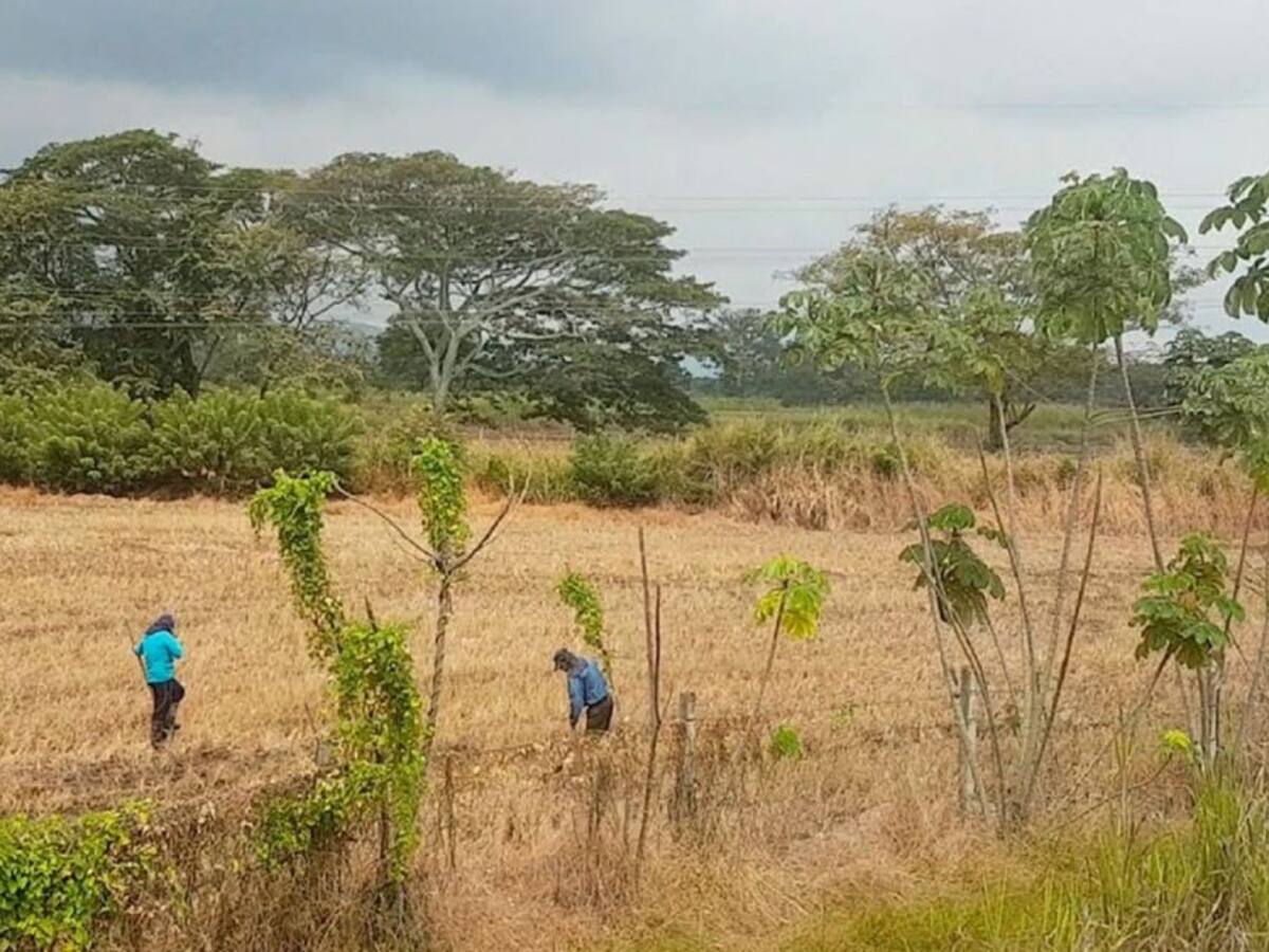 La decisión del Concejo que afectó a los arroceros de cinco municipios del Huila