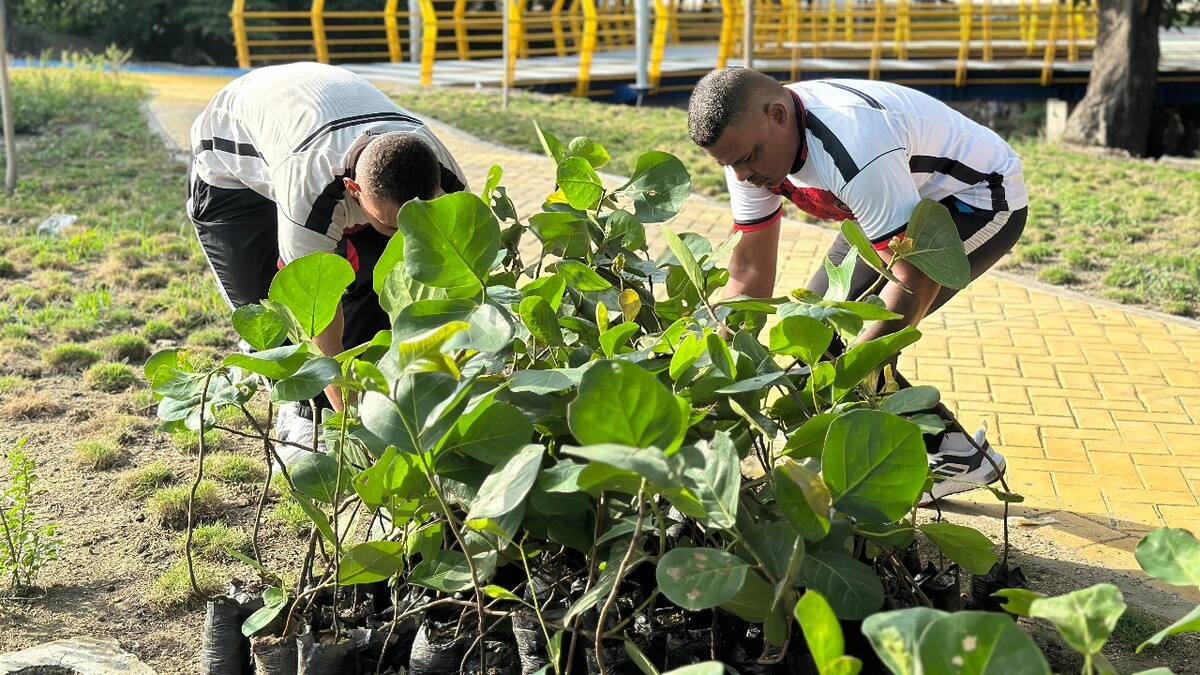 Siembra de mil árboles de uvita de playa impulsa la recuperación del río Manzanares en Santa Marta