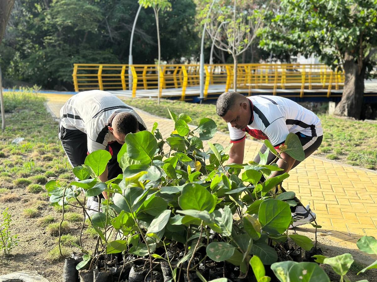 Siembra de mil árboles de uvita de playa impulsa la recuperación del río Manzanares en Santa Marta