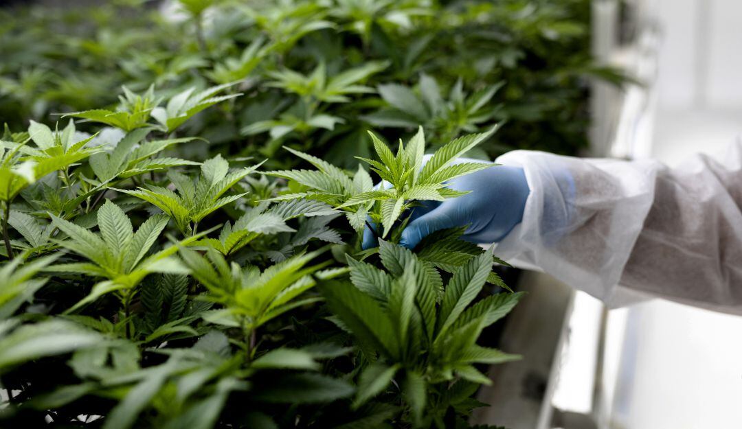 Imagen de referencia