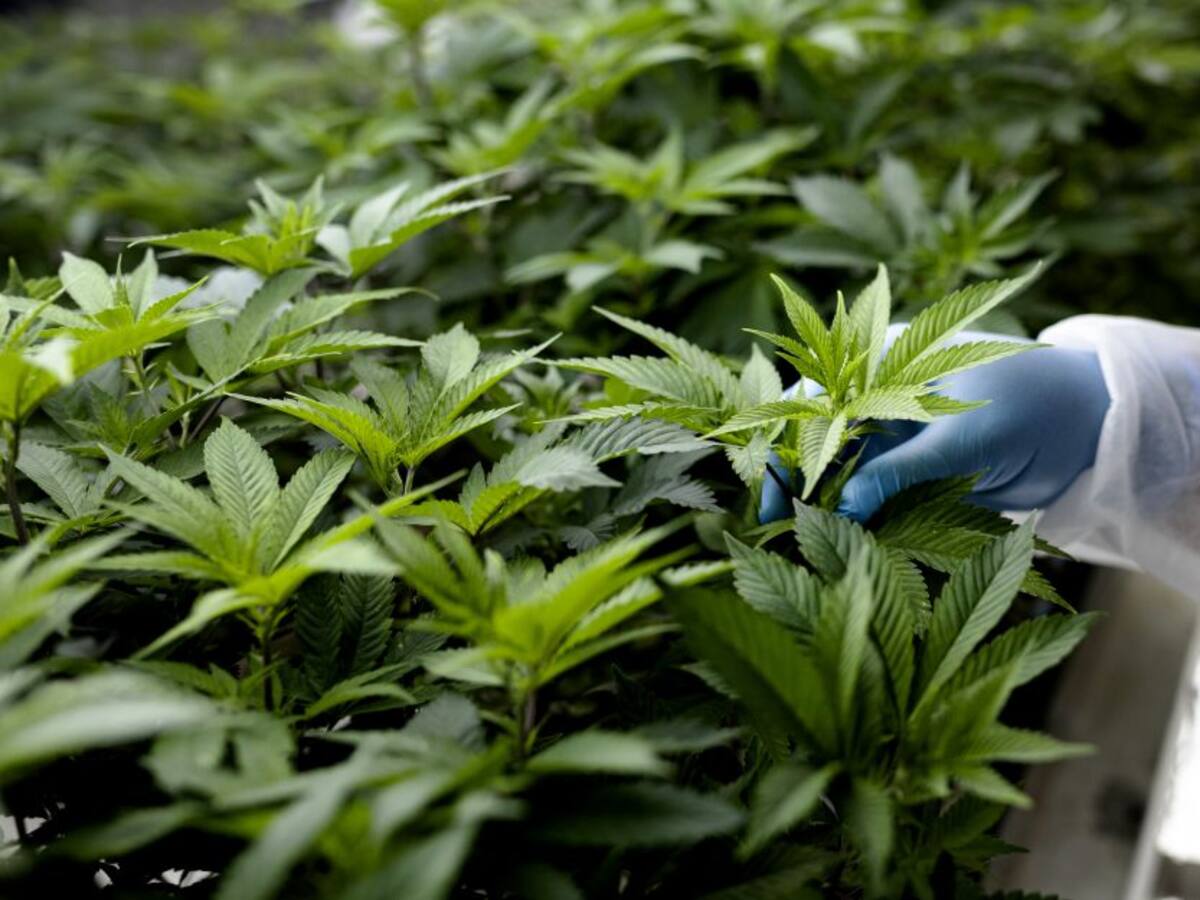 La estrategia es regular el cannabis de uso adulto: representante Reyes