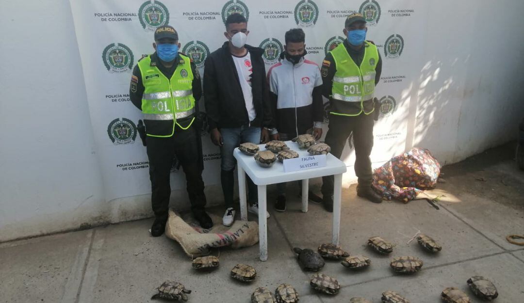 Capturados por comercialización ilícita de hicoteas en Bolívar