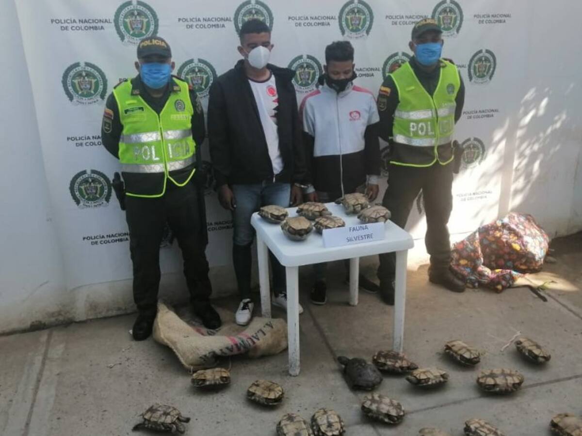 Capturan a dos personas por traficar 25 hicoteas al norte de Bolívar