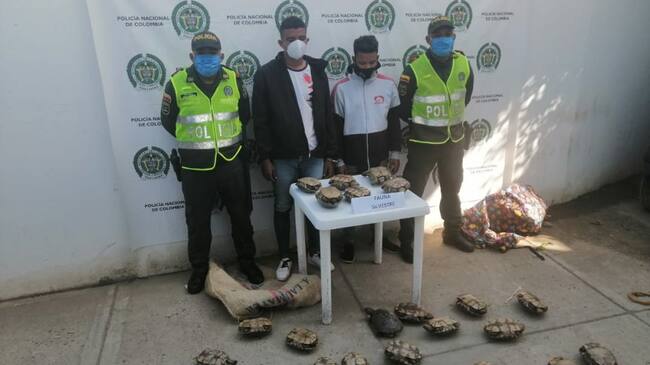 Capturados por comercialización ilícita de hicoteas en Bolívar
