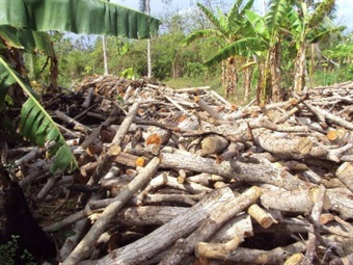Destruyen bosque nativo en isla de San Andrés