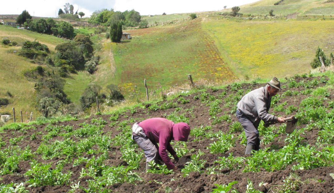 Imagen de referencia 