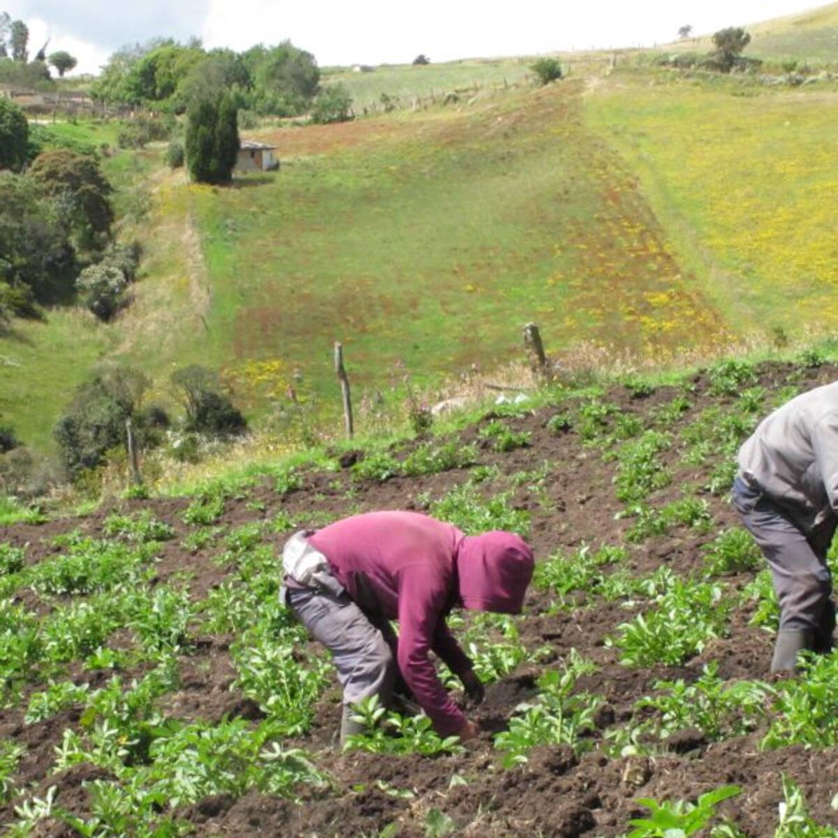 Nace una Agro Alianza para apoyar reactivación del campo