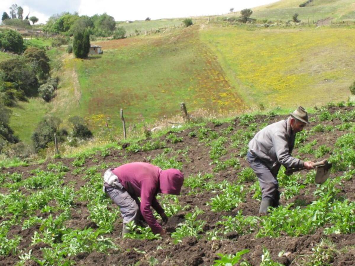 Nace una Agro Alianza para apoyar reactivación del campo