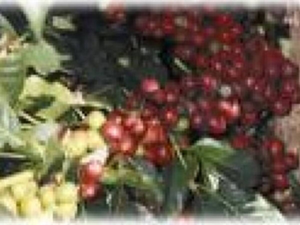 Más de mil arrobas de café en peligro por la roya