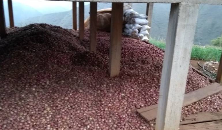 Cebolla represada en Ocaña.