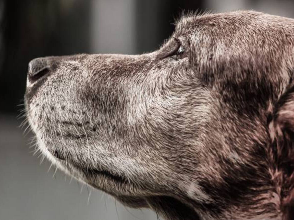 Murió el perro más viejo del mundo