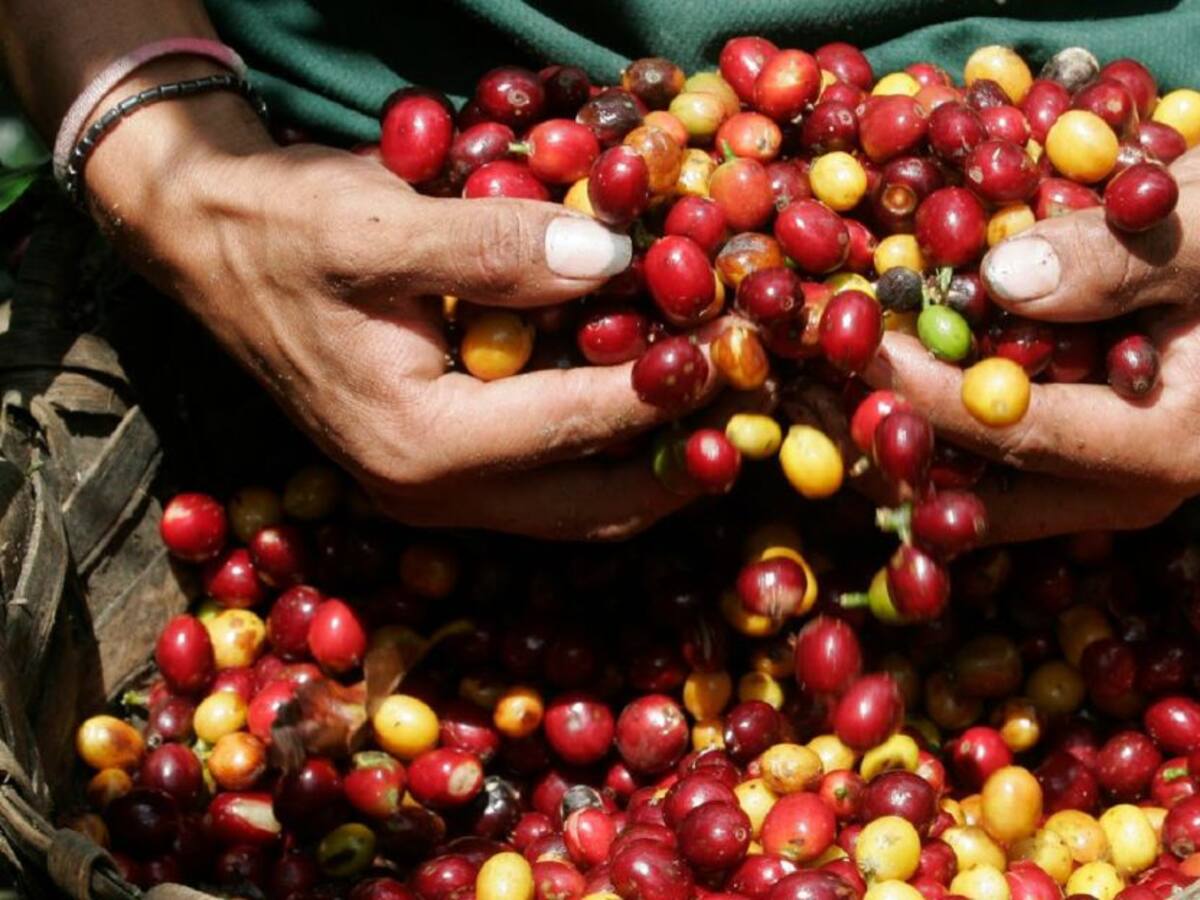 Karipuaña, será el próximo parque del café en el Huila