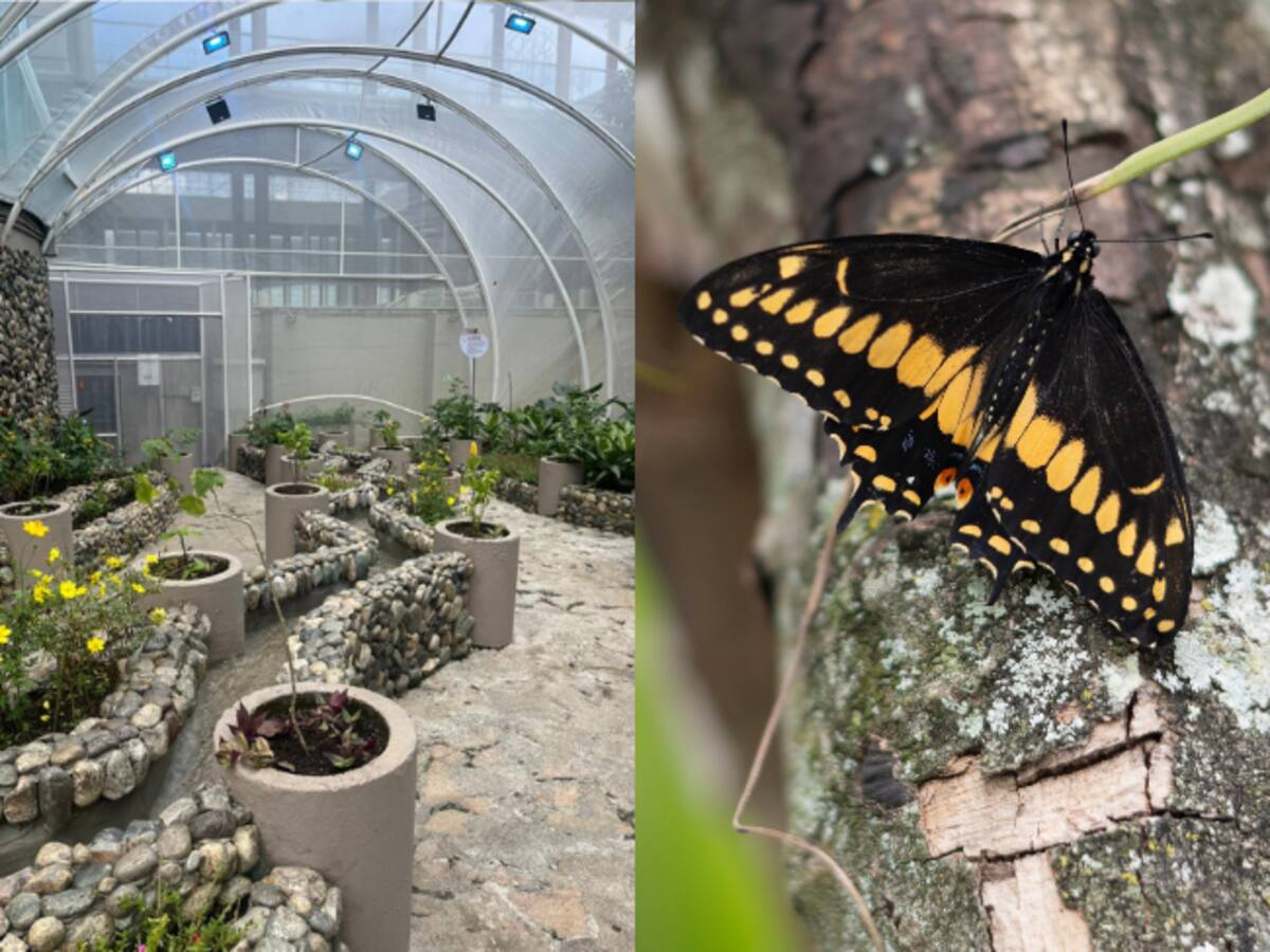 Neomundo presenta Mariposarte: el único mariposario dentro de un centro de convenciones en Colombia