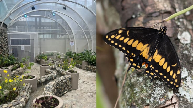 Tatiana Pardo, Gerente de Neomundo