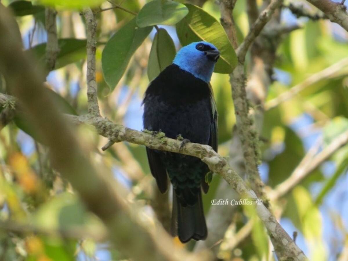 Las aves tienen un nuevo paraíso en 5 municipios de Cundinamarca