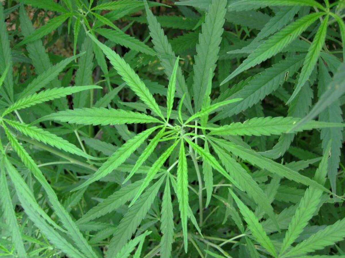 Uso medicinal del cannabis - 10 de diciembre
