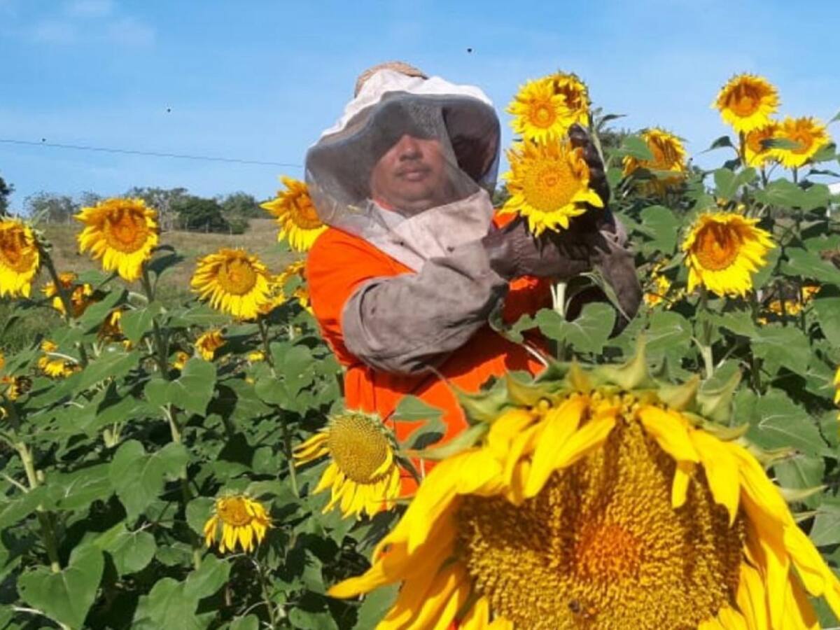 Campo de girasoles: el nuevo atractivo turístico de Montes de María
