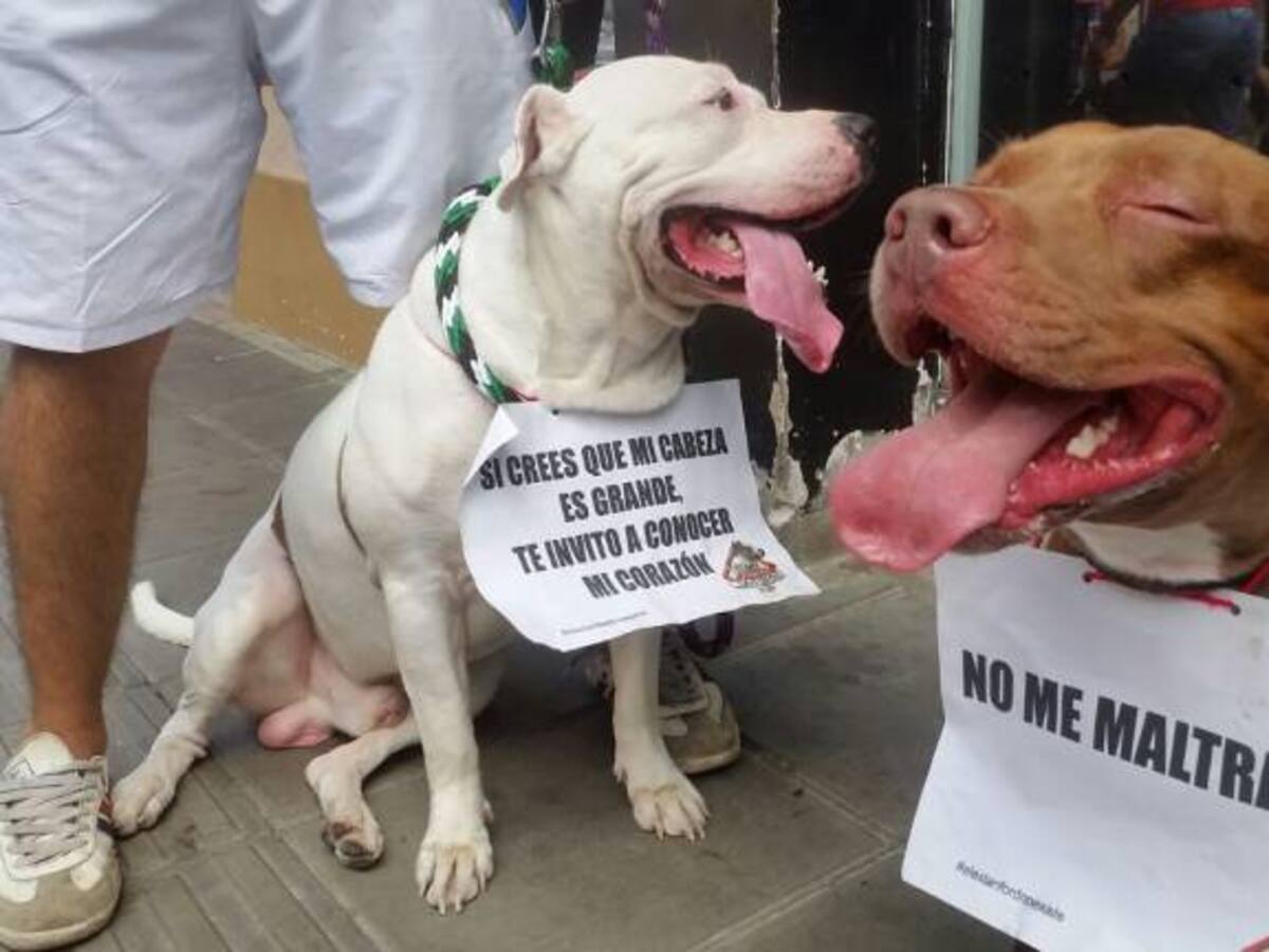 Amos de perros de razas peligrosas tendrán que comprar póliza