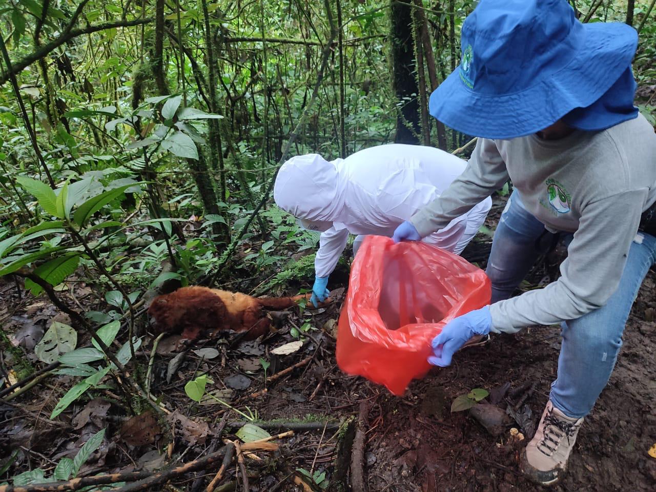 Recolección de pruebas de primates muertos en Planadas, Tolima