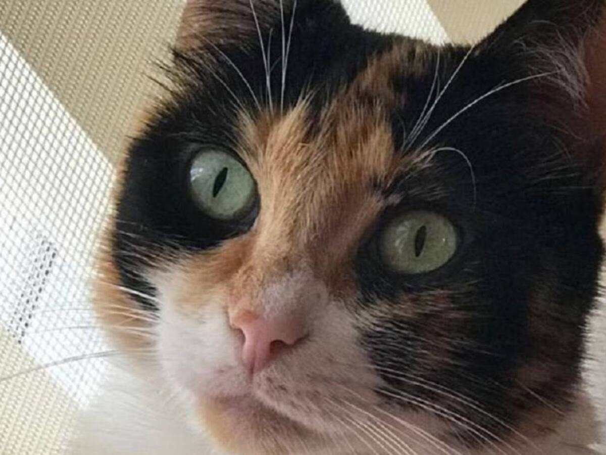 Se dispara el abandono de animales en Manizales