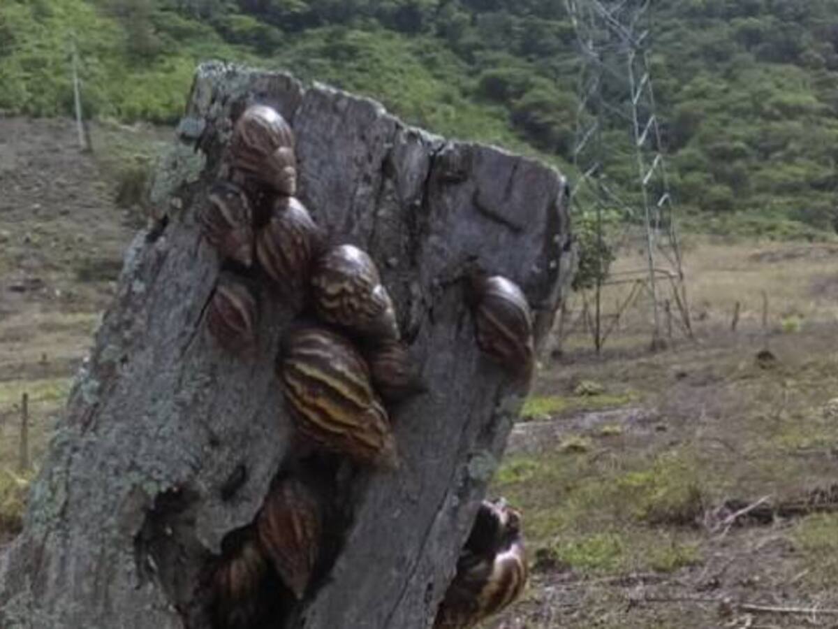 Alerta en Cundinamarca por presencia del Caracol Africano