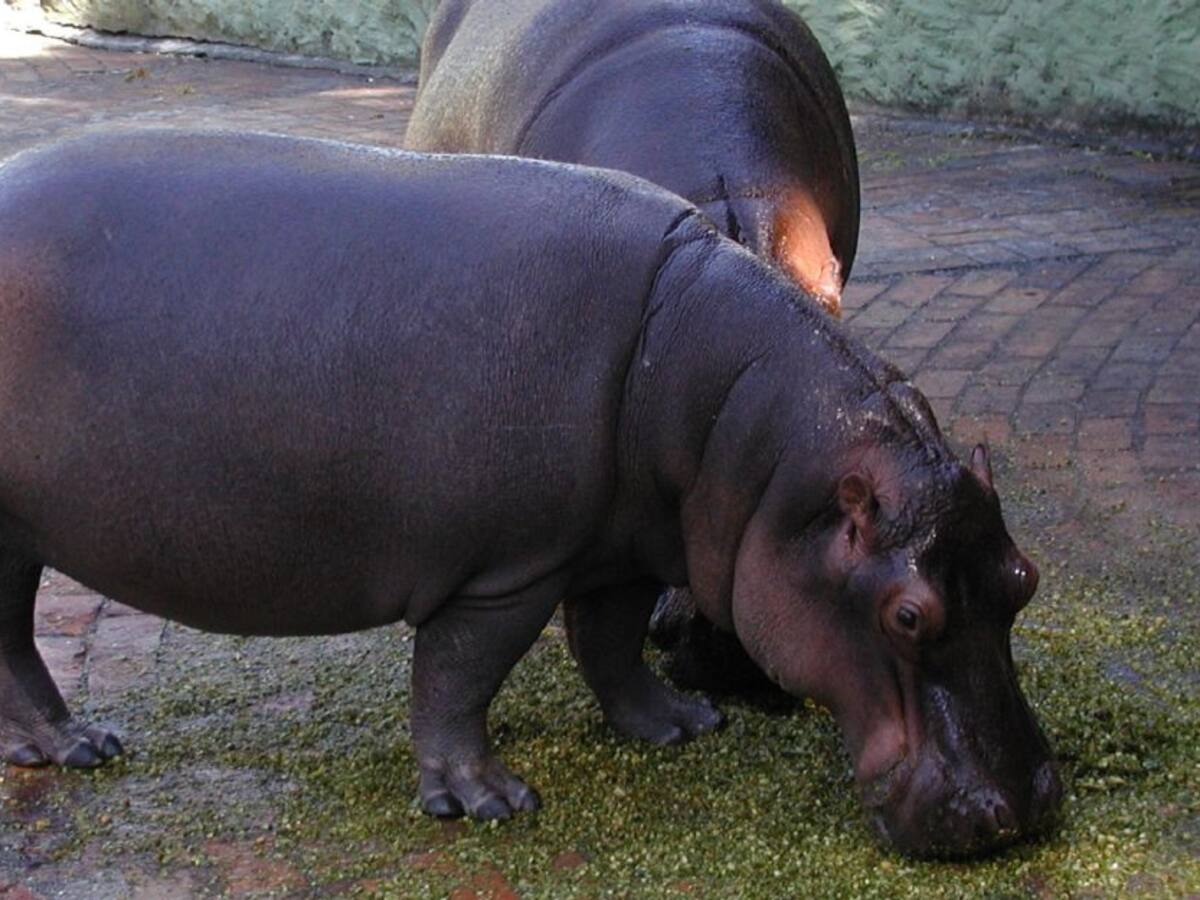 La única opción para controlar los hipopótamos es el sacrificio: B Baptiste