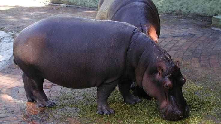 La única opción para controlar los hipopótamos es el sacrificio: B Baptiste