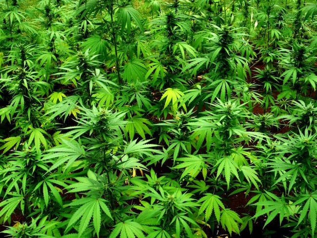 Cultivos de marihuana.