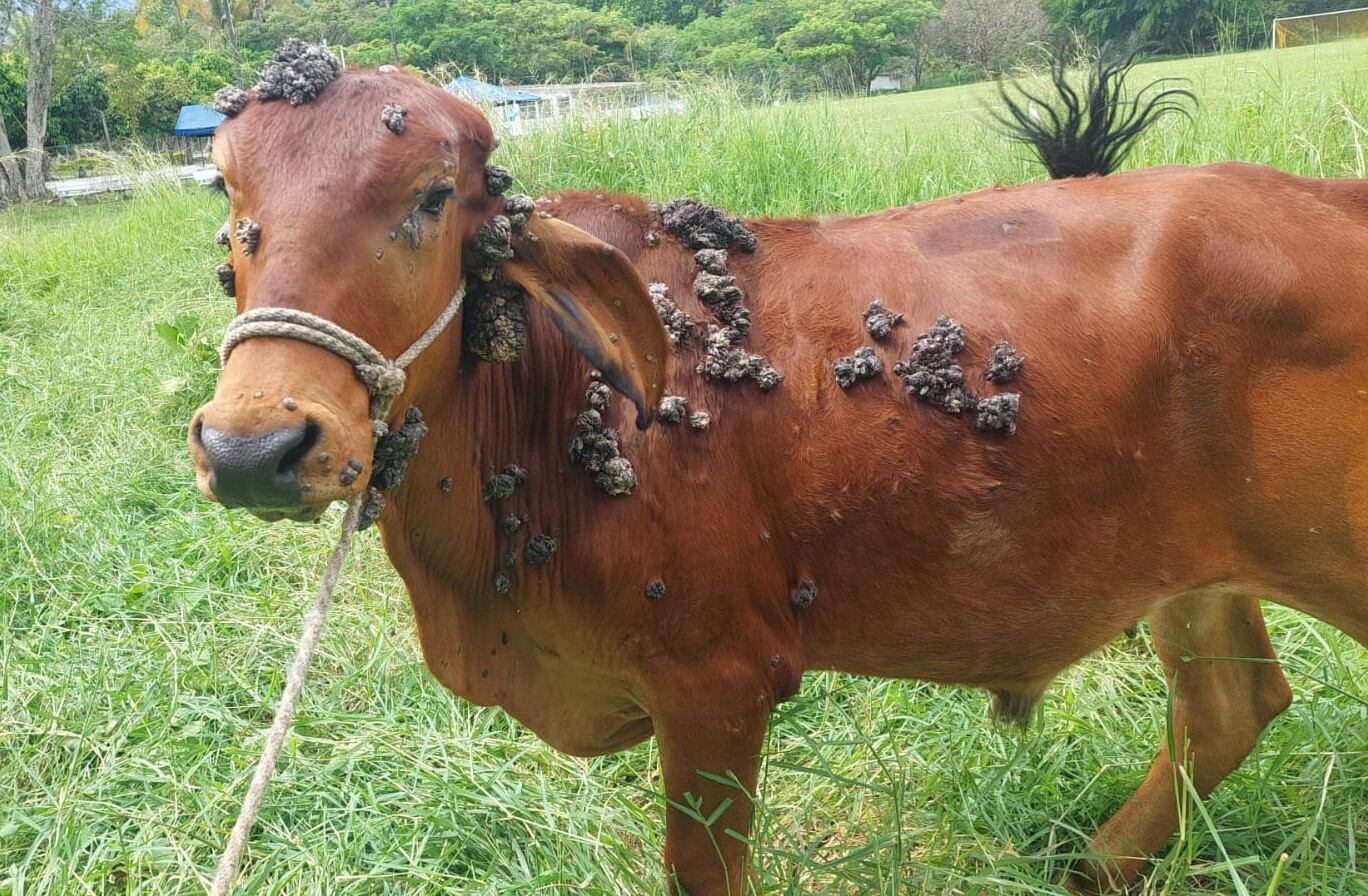 El proceso se adelantó en la sede de UCC de Ibagué