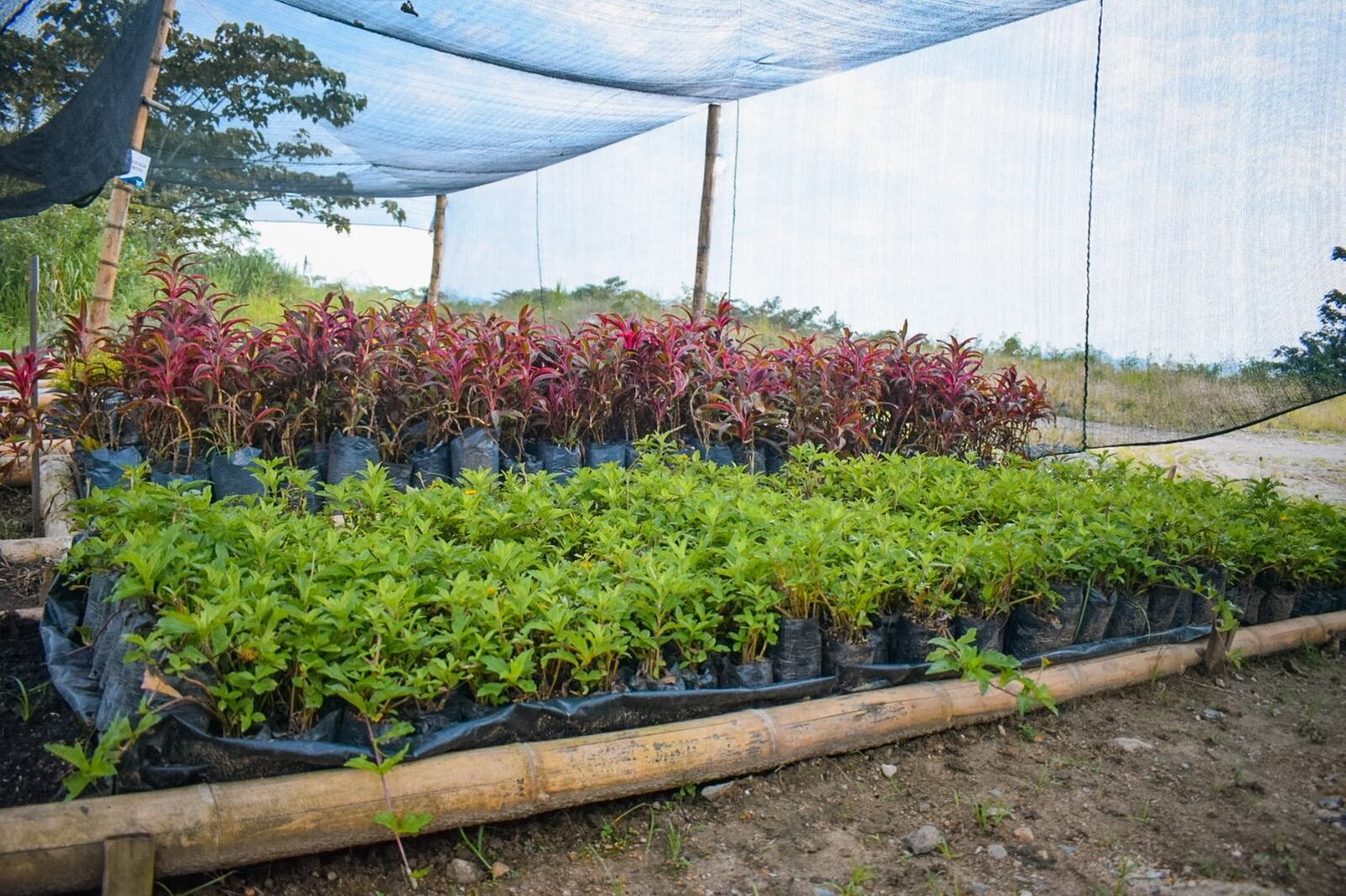 El vivero de Ibagué Limpia está ubicado en el barrio Salado