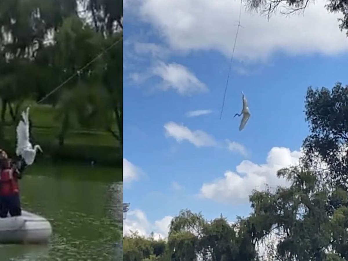 Rescatan garza enrededada en una cometa en parque de Bogotá