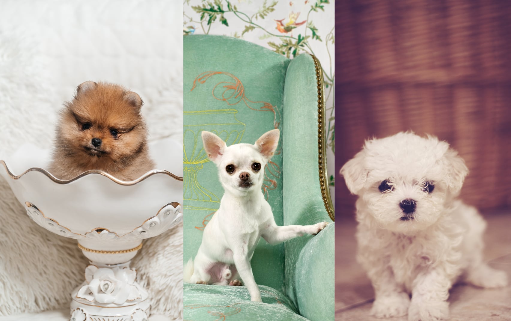 Perros de razas Pomerania Chihuahua y Bichón Maltés pequeños (Fotos vía Getty Images)
