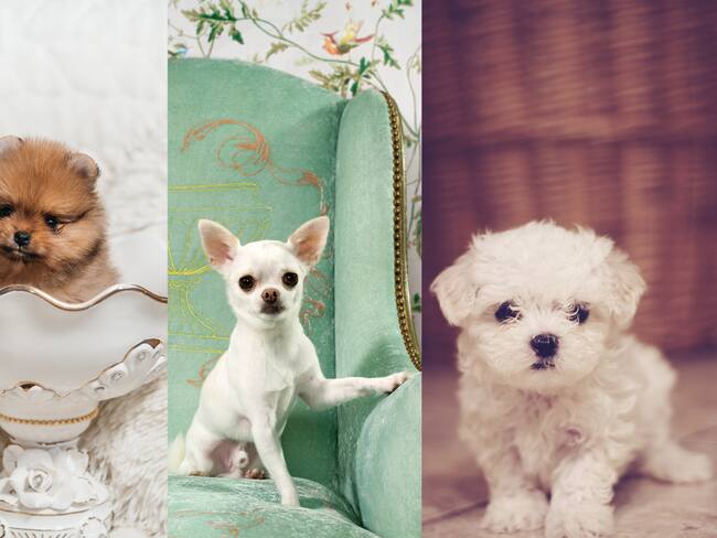 Perros de razas Pomerania Chihuahua y Bichón Maltés pequeños (Fotos vía Getty Images)