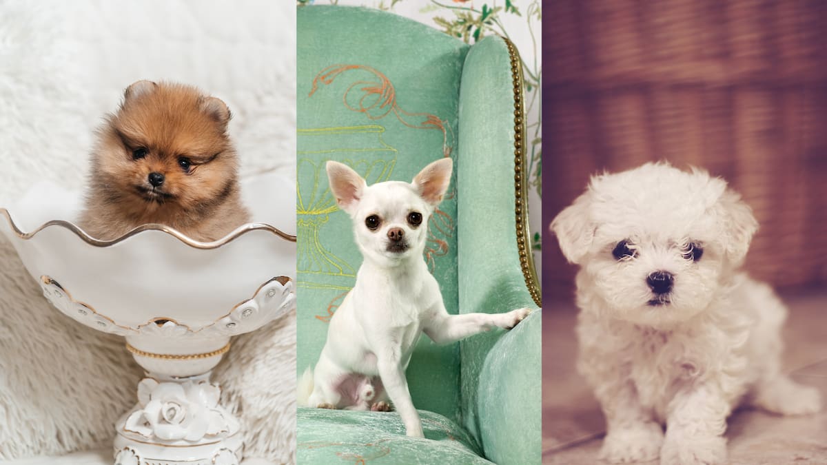 Estas son las 5 razas de perros más pequeñas del mundo, ¡son muy tiernos!