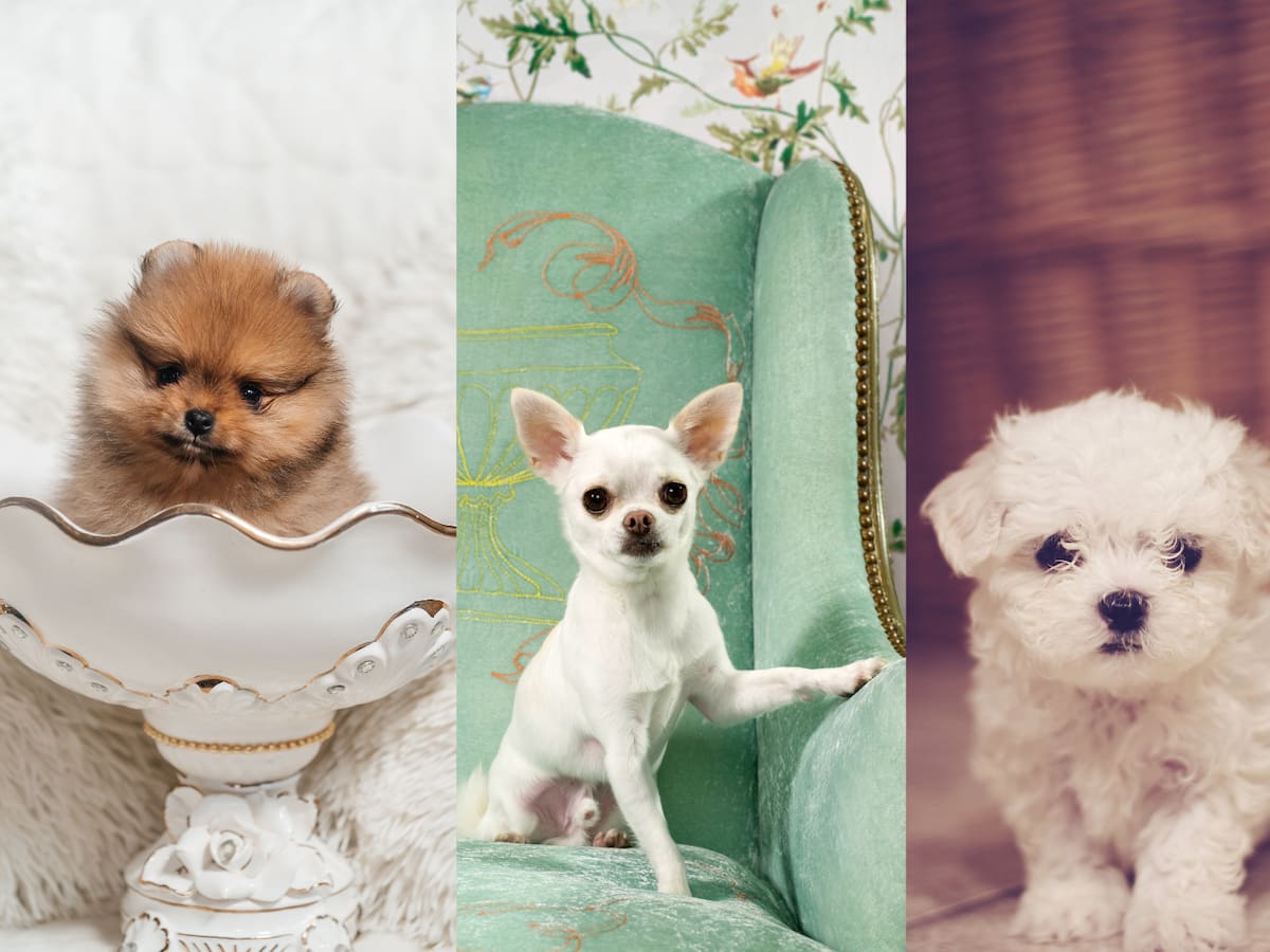 Estas son las 5 razas de perros más pequeñas del mundo, ¡son muy tiernos!