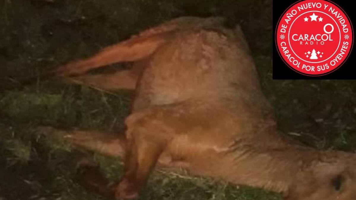 Murió caballo que fue abandonado en la vía La Línea en Calarcá, Quindío