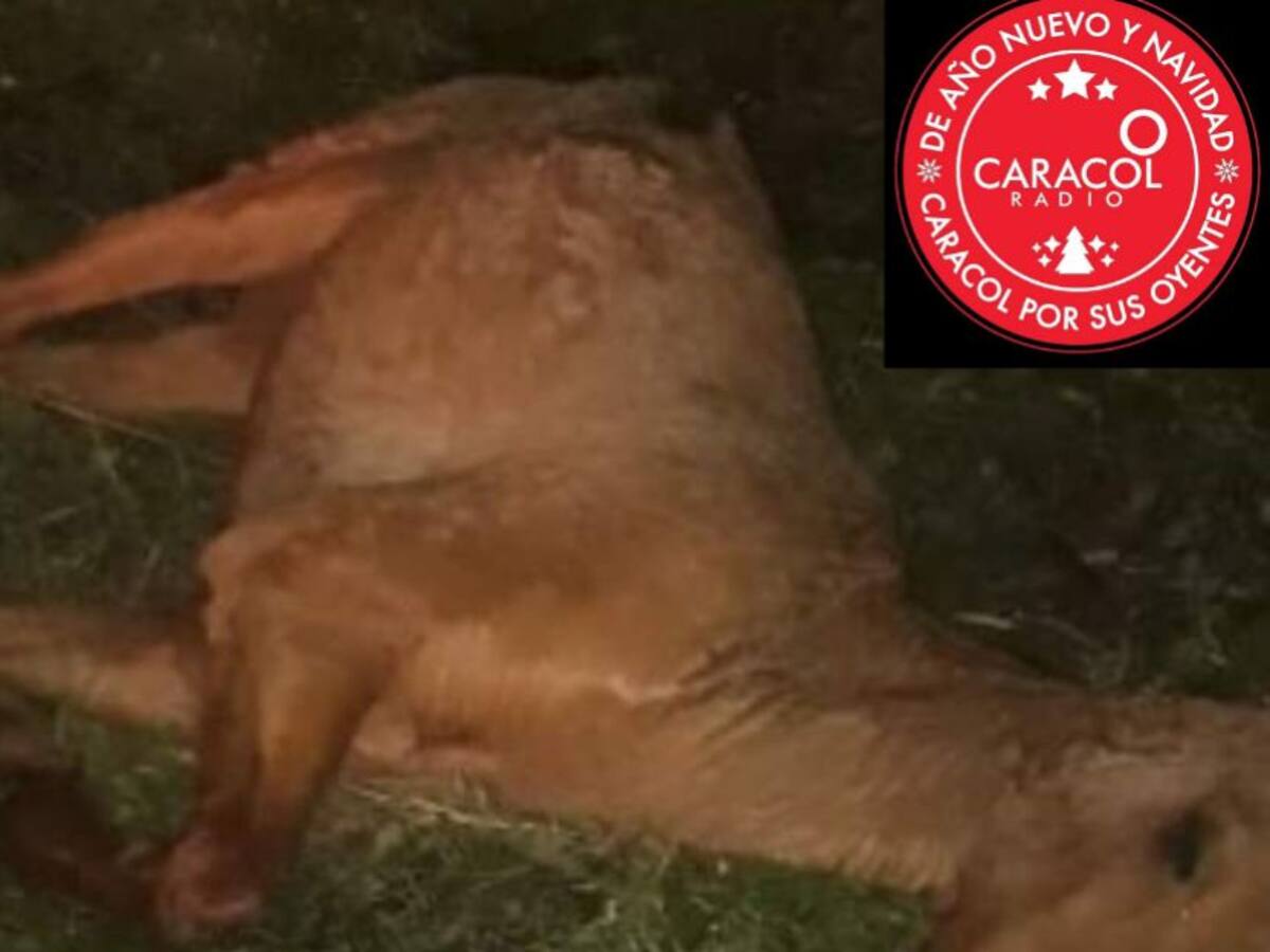 Murió caballo que fue abandonado en la vía La Línea en Calarcá, Quindío