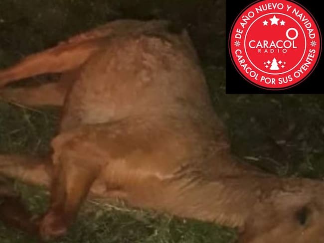 Murió caballo que fue abandonado en la vía La Línea en Calarcá, Quindío
