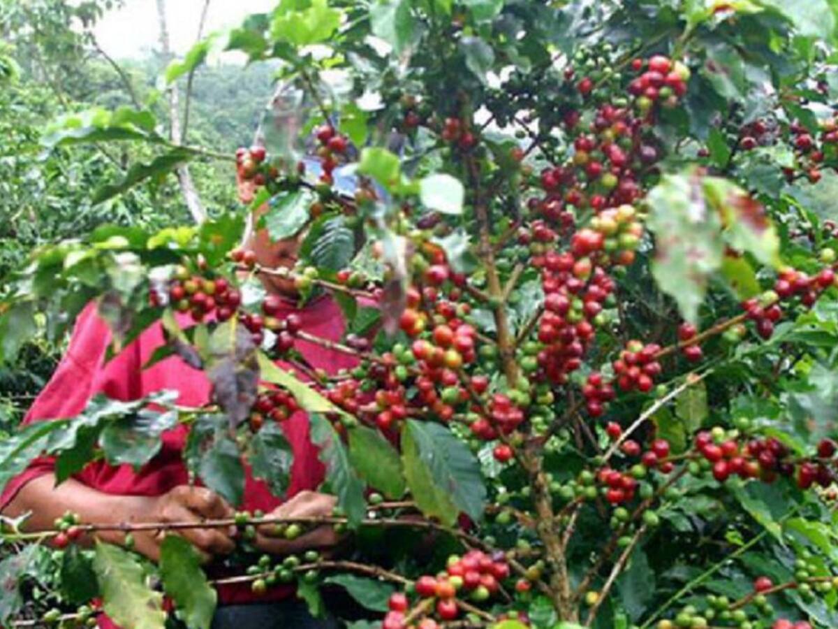 Cosecha cafetera en Antioquia generará más de 200 mil empleos temporales