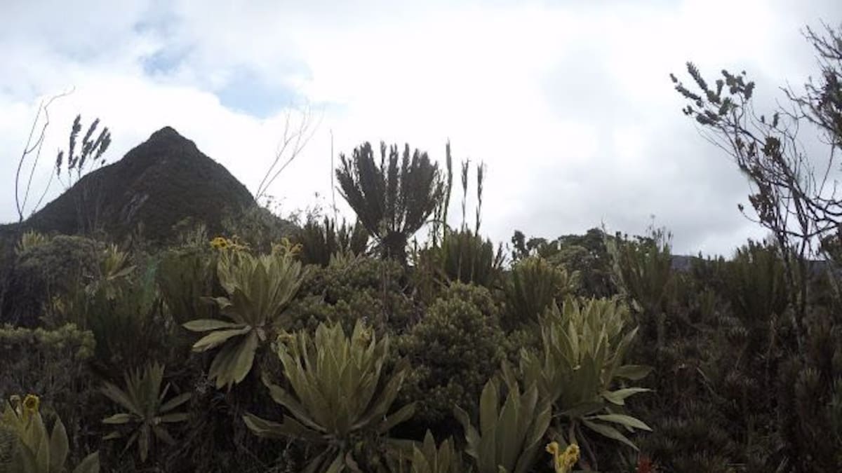Aumenta el área de protección del Páramo del Duende