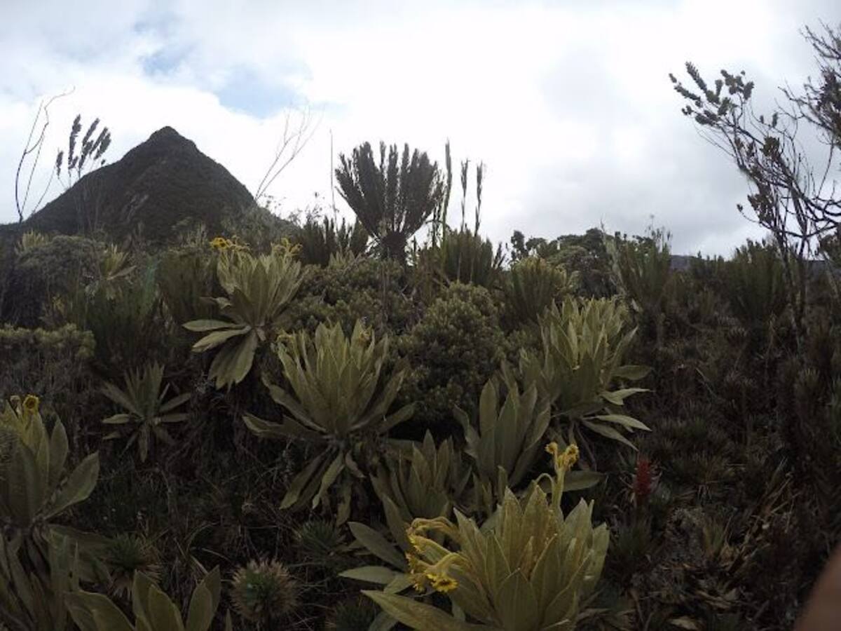 Aumenta el área de protección del Páramo del Duende
