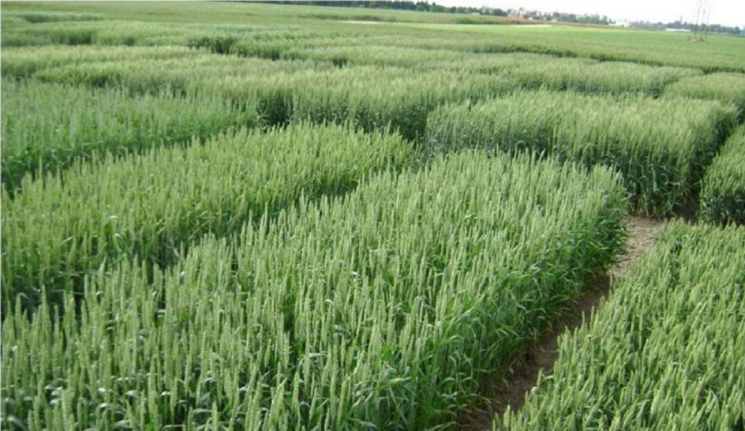 Muchos arroceros se han dedicado a otras alternativas de empleo y las pérdidas son cuantiosas.