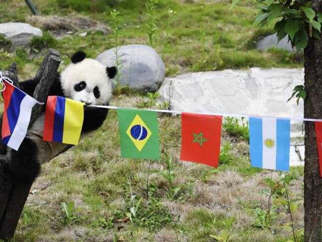 Panda World Cup 2018