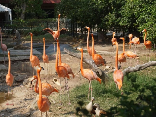 Alimentos para animales del Zoo de Barranquilla alcanza hasta fin de mes