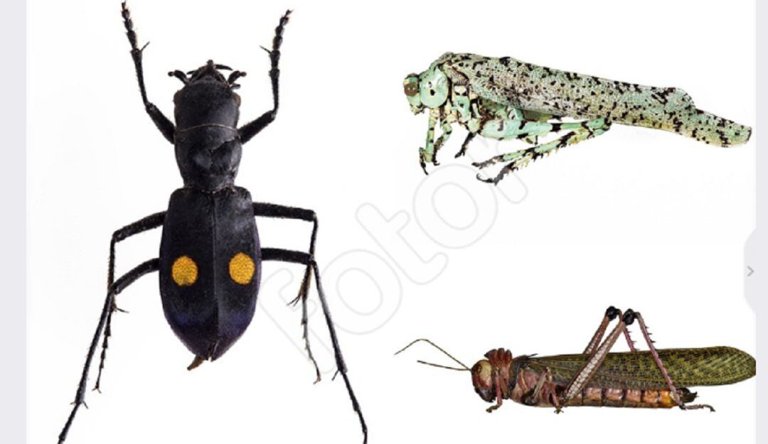 Ejemplares de la Colección Taxonómica Nacional de Insectos Luis María Murillo