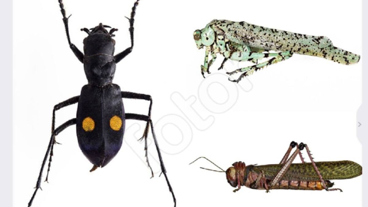 Conozca una colección de más 191.000 insectos asociados al agro