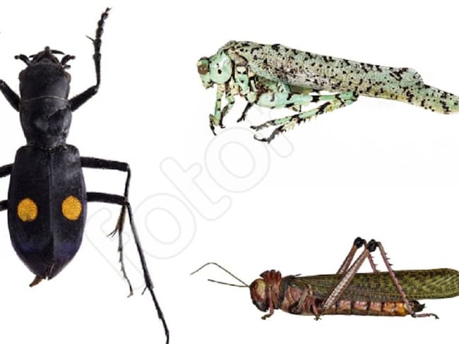 Ejemplares de la Colección Taxonómica Nacional de Insectos Luis María Murillo