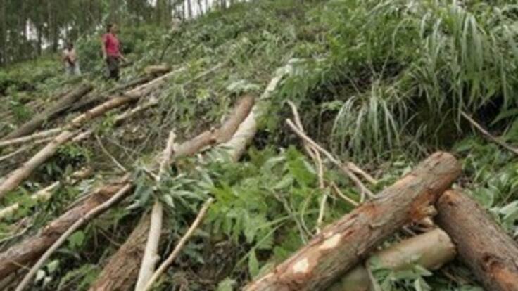 Está suspendida tala de árboles en Bahía Solano: Minambiente